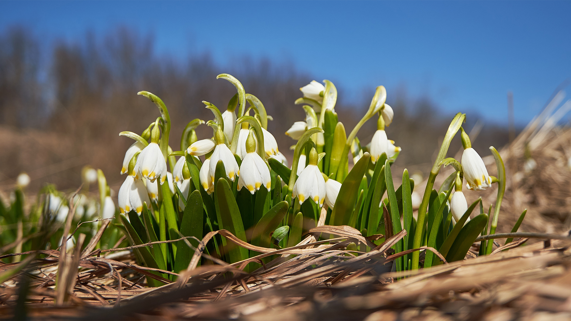 Primavera