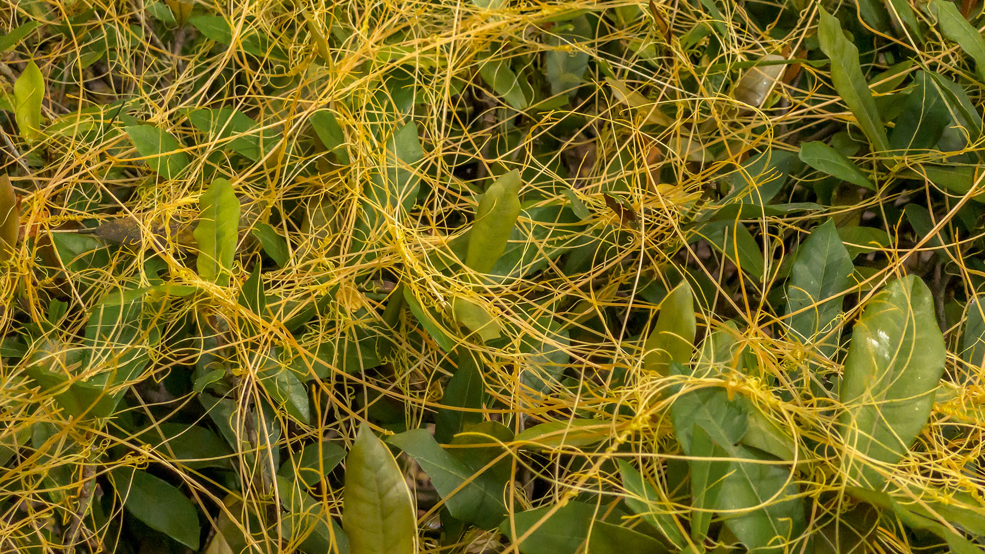 La cuscuta