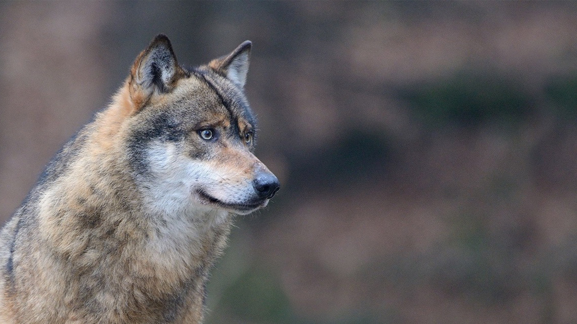 Attenti al lupo! Ma attenzione: homo homini lupus