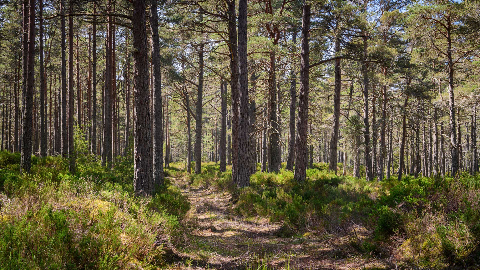 Pensieri dal bosco 2