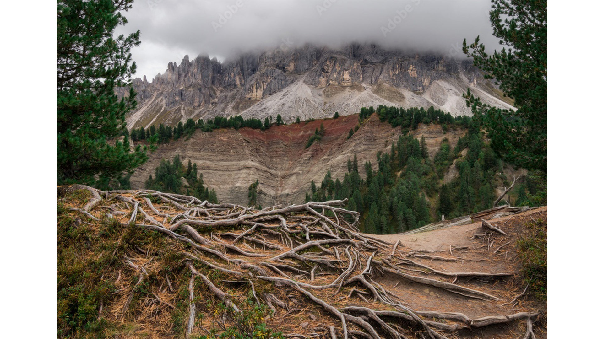 Radici nella nebbia